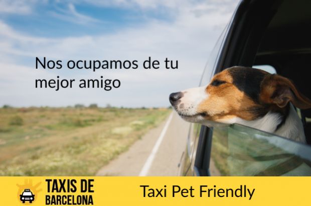 Trasladamos a tu perro en taxi